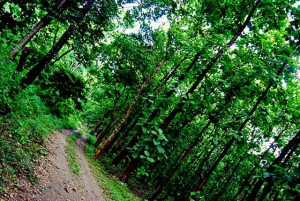 Chilapata Forests - Alchetron, The Free Social Encyclopedia